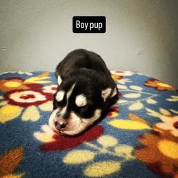 Boy 2 - Black and white male Siberian Husky puppy in Paola, Kansas from East Inn Huskies