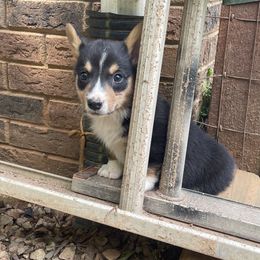 American Corgi and German Shepherd Puppies from Grace Ridge Shepherds and Corgis