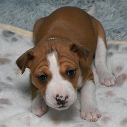 Ruby...Red female, 1 - Red and white female Basenji puppy in Eugene, Oregon from Basenji Puppies