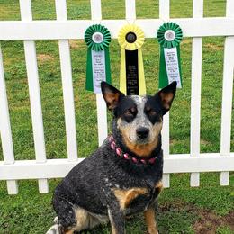 Quinn - Australian Cattle Dog