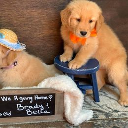 Dachshund and Golden Retriever Puppies from From the Heart Retrievers and Doxies