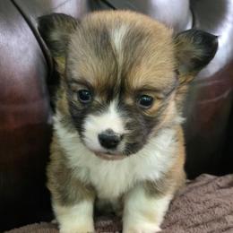 JM-2 - Sable male Pembroke Welsh Corgi puppy in Ely, Minnesota from RJ's Corgis