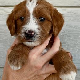 Boy 1 - male Goldendoodle puppy in Belgrade, Montana from Best Friend Doodles