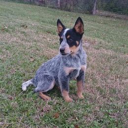 Vixey - Blue speckled female Australian Cattle Dog puppy in Rosharon, Texas from 4Surge Cattle Dogs