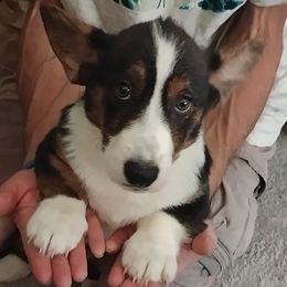 Boy 2 - Brindle and white male Cardigan Welsh Corgi puppy in Las Vegas, Nevada from Victory Crown