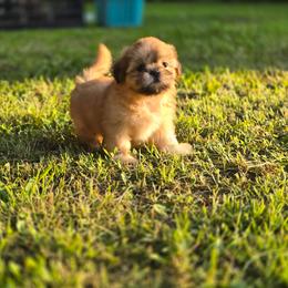 Dopey - Red and tan male Shih Tzu puppy in Cabot, Arkansas from Borderland's Kennel