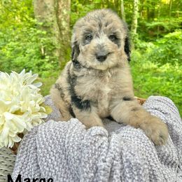 Marge - Merle female Sheepadoodle puppy in Thornville, Ohio from Four Front Doodles & Friends