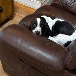 Basset Hounds from Blooming Basset