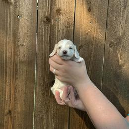 Cowboy - Cream male Dachshund puppy in Saginaw, Texas from Saginaw Dachshunds