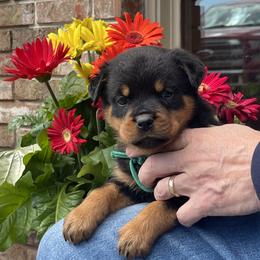 Boy 2 - Black and mahogany male Rottweiler puppy in Burlington, Kentucky from vom Blaurasen Rottweilers
