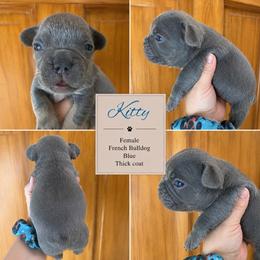 Kitty - Blue female French Bulldog puppy in Holton, Indiana from MoonShine Babies