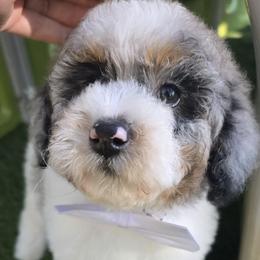 White - Blue merle female Aussiedoodle puppy in Georgetown, California from Foothill Aussies
