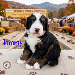 Tommy - Tri-color male Bernedoodle puppy in Banner Elk, North Carolina from Walnut Tree Bernedoodles