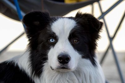 A black and white Border Collie with a blue eye and brown eye