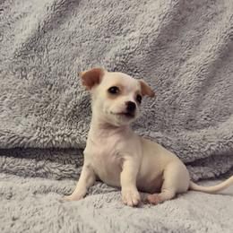 Polar - Cream and white female Chihuahua puppy in Helena, Alabama from HaloHavenChihuahuas