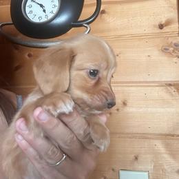Cashew - Red male Dachshund puppy in Cheyenne, Wyoming from Great Basin Hounds