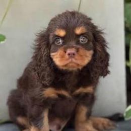 Girl 1 - Chocolate female Cavalier King Charles Spaniel puppy in Saint Augustine, Florida from STARGAZER CAVALIERS