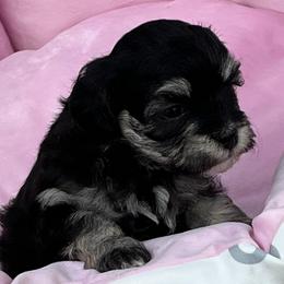 Maltipoo All Grown Up from ELIZABETH VENDLEY