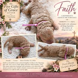 Cartwright's Faith Is the Substance - Apricot female Poodle puppy in Albany, Kentucky from Impressive Cartwright Standards