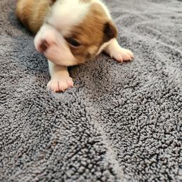 Boston Terrier Puppies from Bostic's bostons