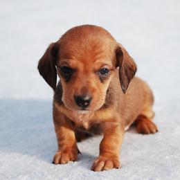 AKC Jameson - Red male Dachshund puppy in Billings, Missouri from Bundles of Joy