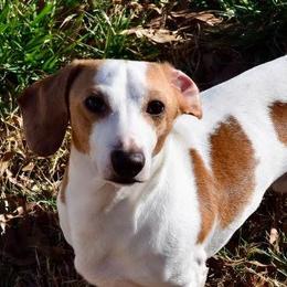 Draco - Dachshund