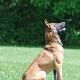 German Shepherds from Vom Kühnes Herz