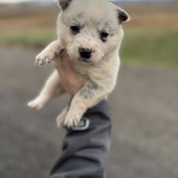 Nova - Blue mottled female Australian Cattle Dog puppy in Ellensburg, Washington from Boondock Bandits