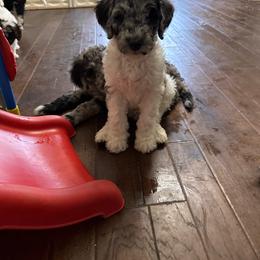 Buddy - male Golden Mountain Doodle puppy in Big Spring, Texas from Oliva’s Doods