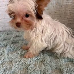 Cocoa - Parti male Yorkshire Terrier puppy in Columbus, Mississippi from Rocky Road Kennel