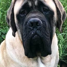 Mastiffs from ScottsCreek Mastiffs