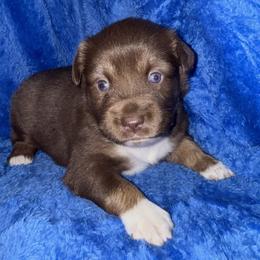 Roxie - Red tri female Miniature Australian Shepherd puppy in Godley, Texas from Bradley Kennels