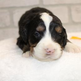 Yellow female - Tri-color female Bernedoodle puppy in Mississippi from Ewing Acres