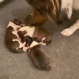 Shetland Sheepdog Puppies from Clark Kennel Shelties