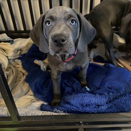 Weimaraner Puppies from Meadow Ridge Weims and Danes