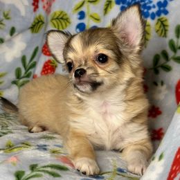 Spot - Fawn Chihuahua puppy in Niagara County, New York from Coolballow Chihuahuas