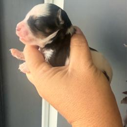 Liver red parti female (Cass) - Liver female Miniature Schnauzer puppy in Bluffdale, Utah from Mountain Point Schnauzers