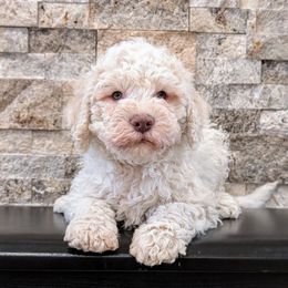 Bruno - White male Lagotto Romagnolo puppy in West Jordan, Utah from Salt Lake Lagotto