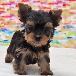 Myra TEACUP - Blue and gold female Yorkshire Terrier puppy in Monticello, Iowa from Ashley’s Puppies