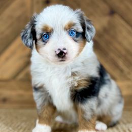 BMF - Blue merle female Miniature Australian Shepherd puppy in Prague, Oklahoma from Classic K9’s  Aussies & Doodles