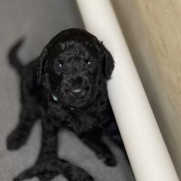 Breeze - Black Goldendoodle puppy in Morrow, Georgia from High Society Kennel