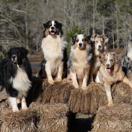Australian Shepherd Puppies from Out West Aussies