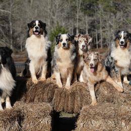 Australian Shepherd Puppies from Out West Aussies