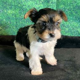 Willow - Parti male Yorkshire Terrier puppy in Denver, Colorado from Melrey's paws