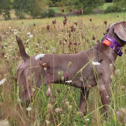 Pointers and Weimaraners from Silvershot Weimaraners and Pointers