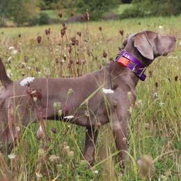 Pointers and Weimaraners from Silvershot Weimaraners and Pointers