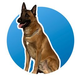 Fierce - Belgian Malinois