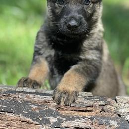 German Shepherd Puppies from North Mountain Kennels