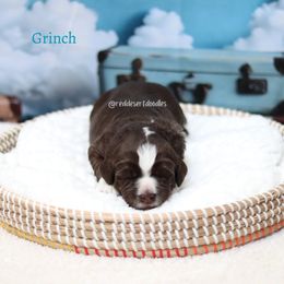 Grinch - Chocolate male Australian Labradoodle puppy in Hurricane, Utah from Red Desert Doodles