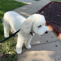 Toby - Bernedoodle